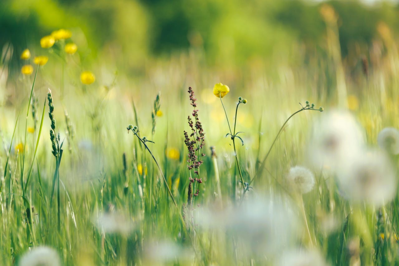 Probiotics for Seasonal Allergies: Find Relief